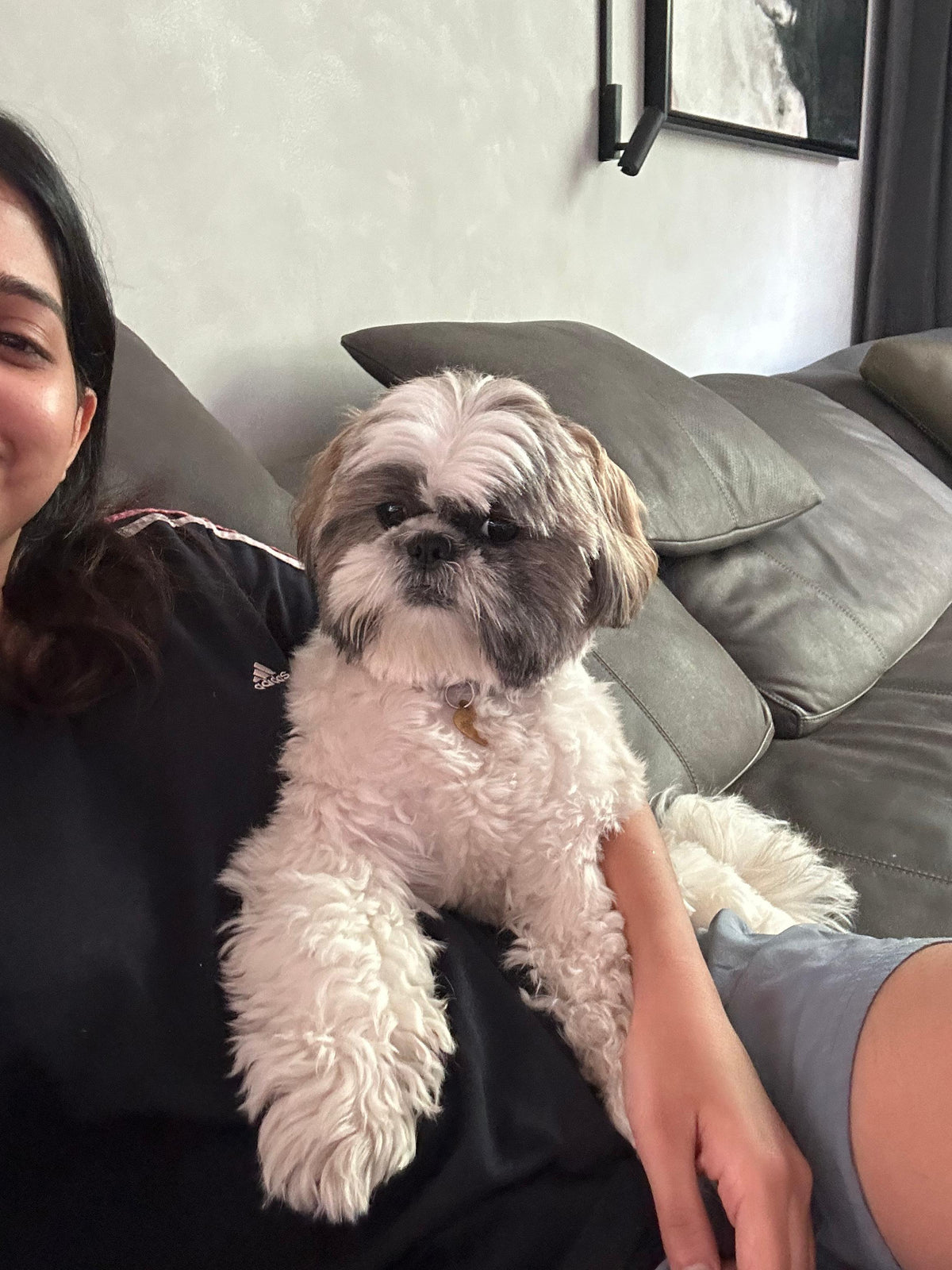 Can My Dogs Eat Rice Every Day? A Kerala Kitchen Guide