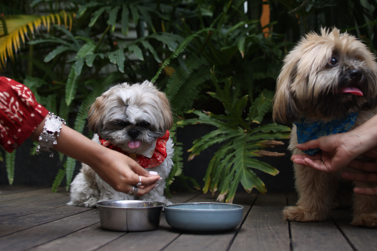 Turmeric and Ashwagandha in Dog Treats: Does It Actually Work? (A Dog Mum From Kochi Looked Up The Science)